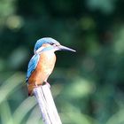 Eisvogel - Mein erster ......