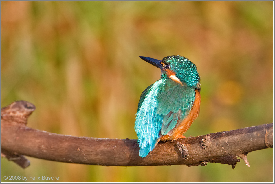 (Eisvogel)  Mein kleiner Nachbar