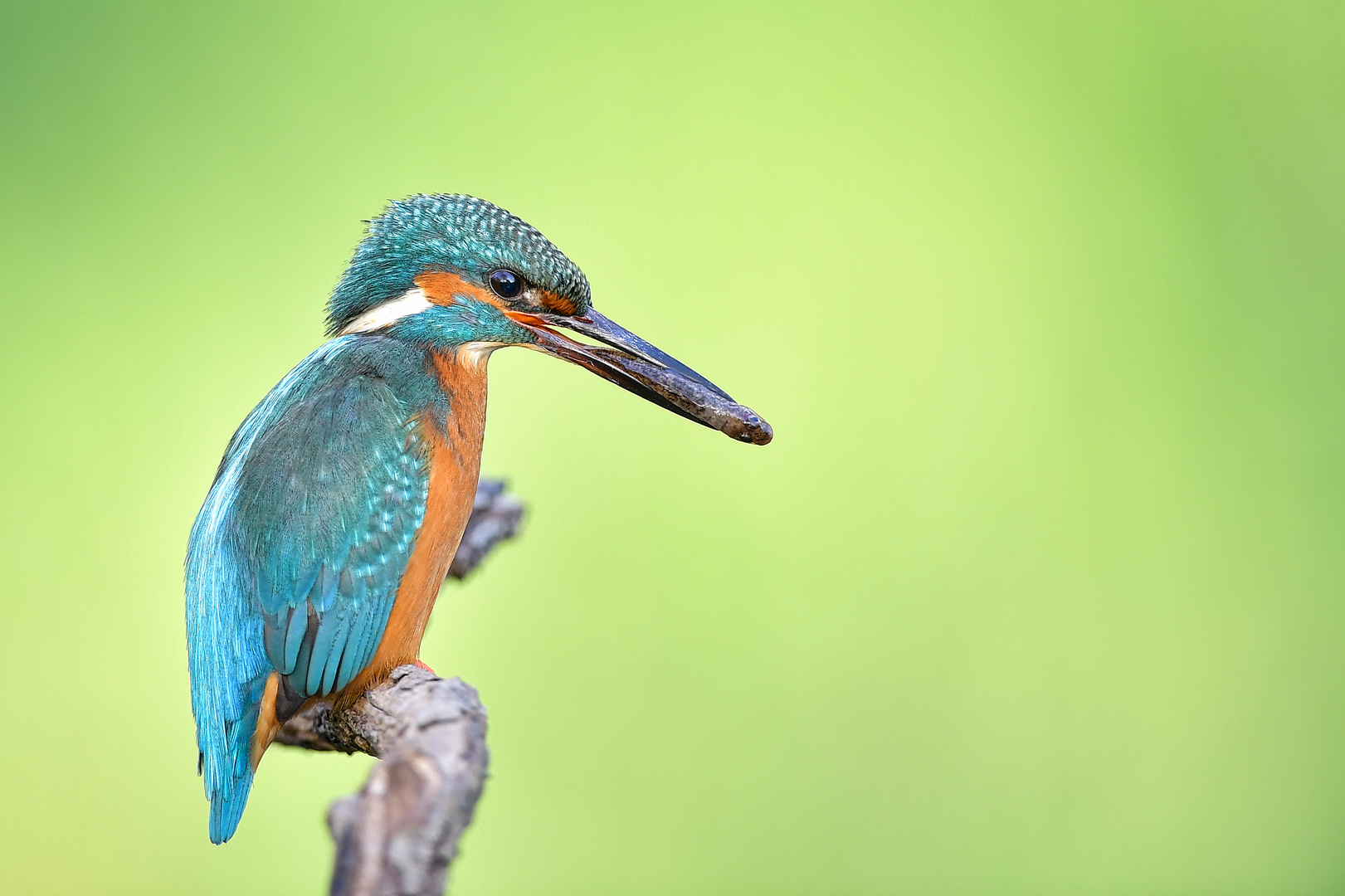 Eisvogel mir Brautgeschenk.