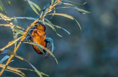 Eisvogel misslungen