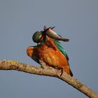 Eisvogel mit Barsch 1