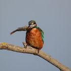 Eisvogel mit Barsch