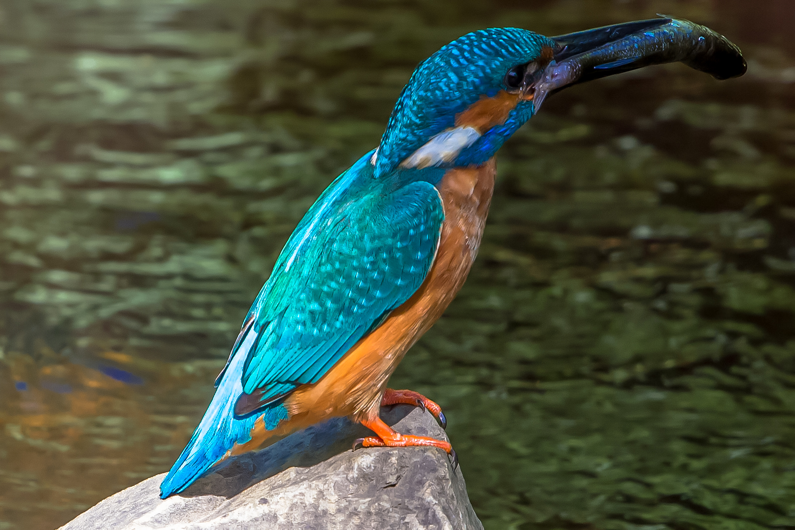 Eisvogel mit Beifang