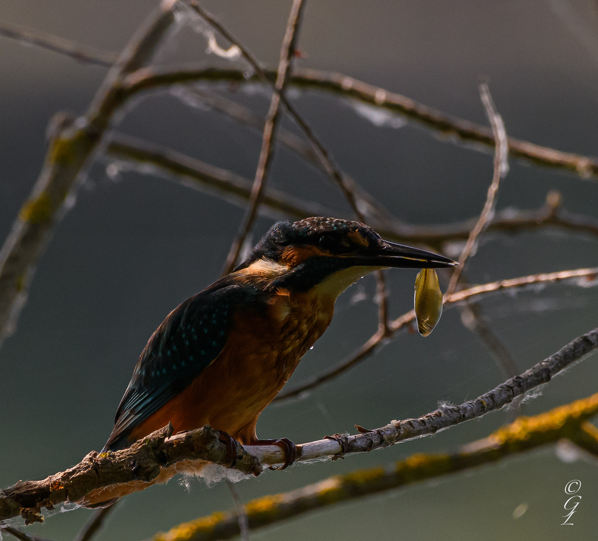 Eisvogel mit Beilage