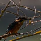 Eisvogel mit Beilage