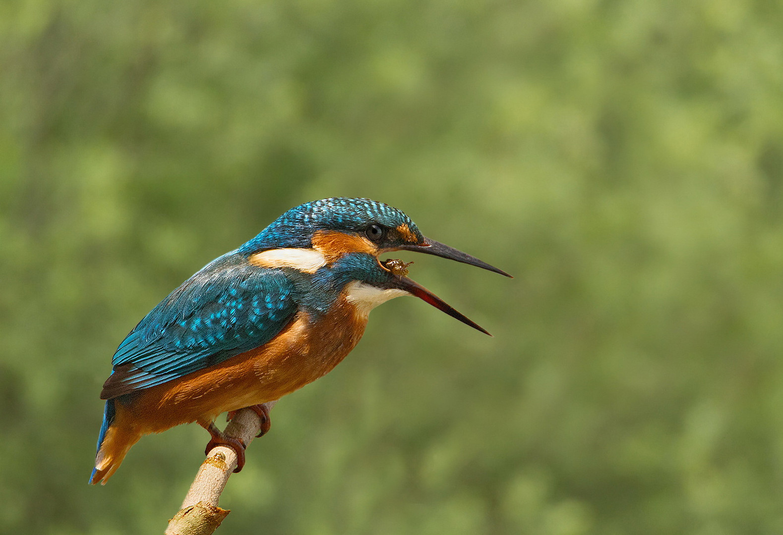 Eisvogel mit Beute 001b