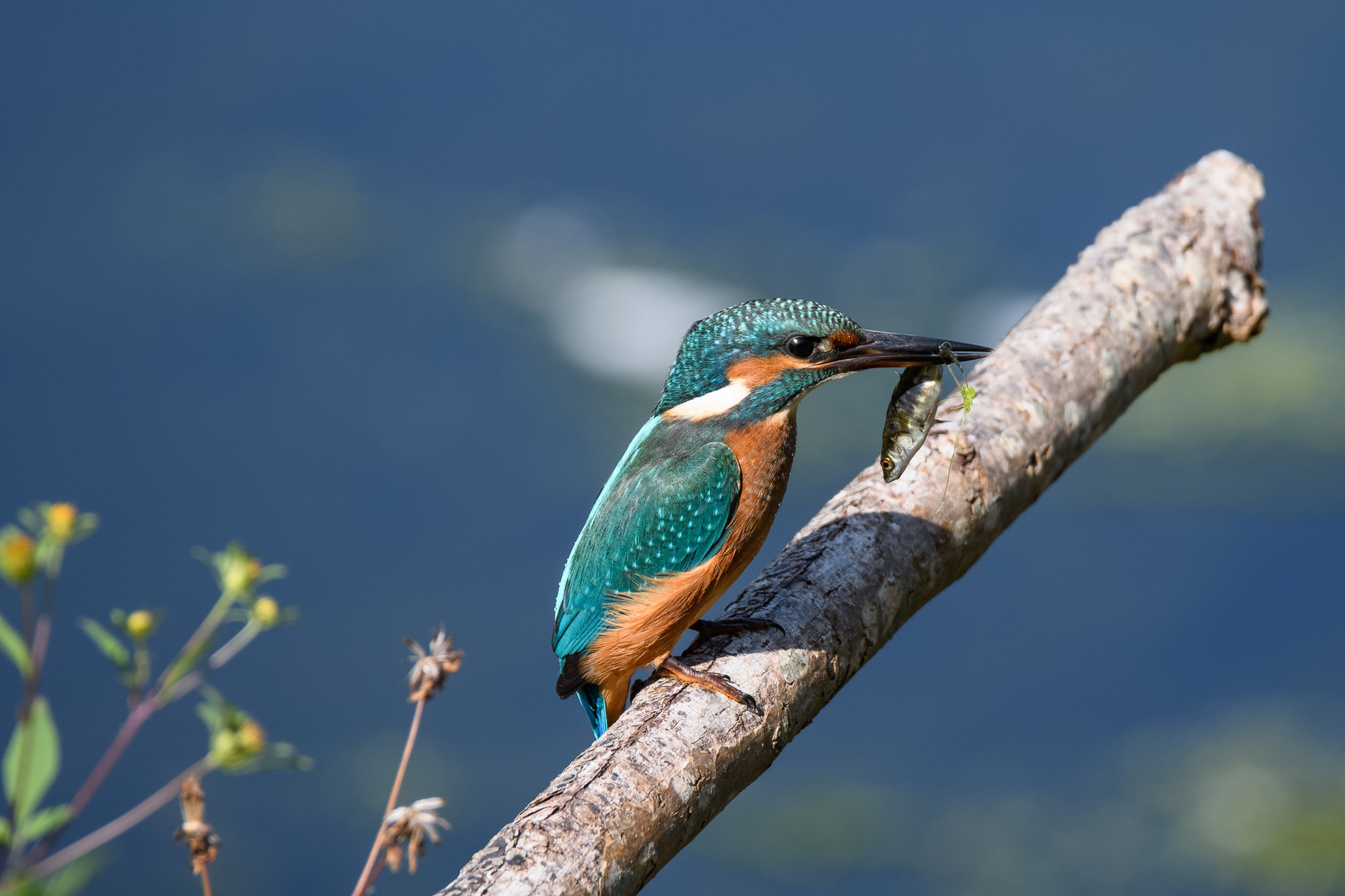 Eisvogel mit Beute