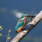 Eisvogel mit Beute