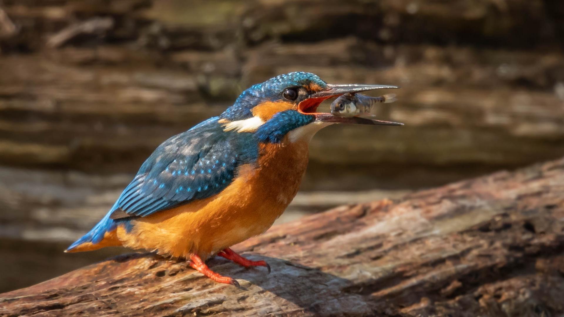 Eisvogel mit Beute