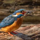 Eisvogel mit Beute