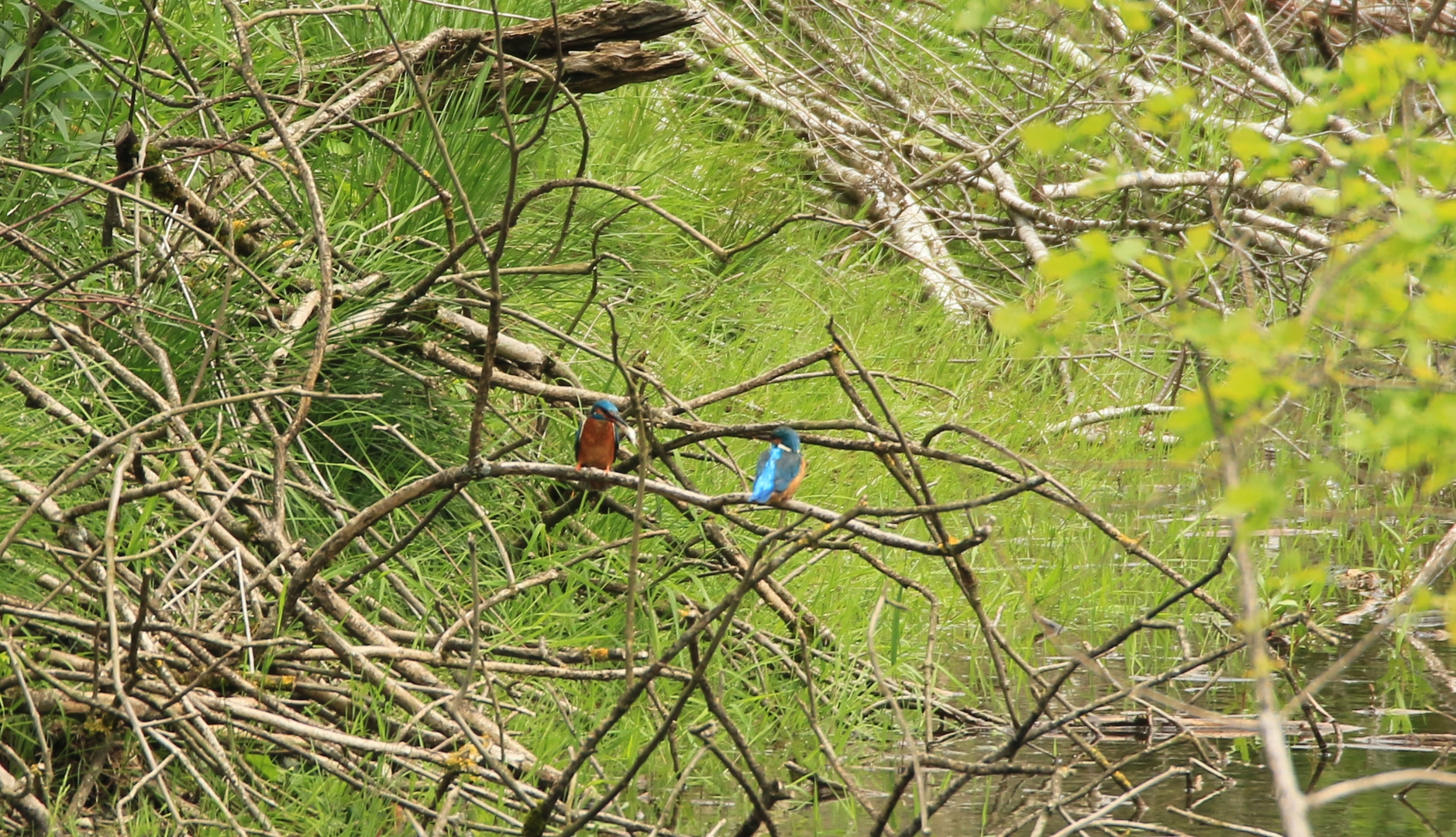 Eisvogel mit Beute