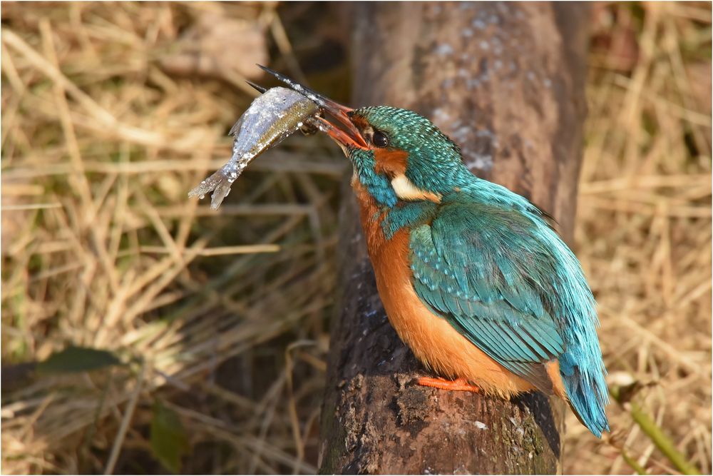 Eisvogel mit Beute