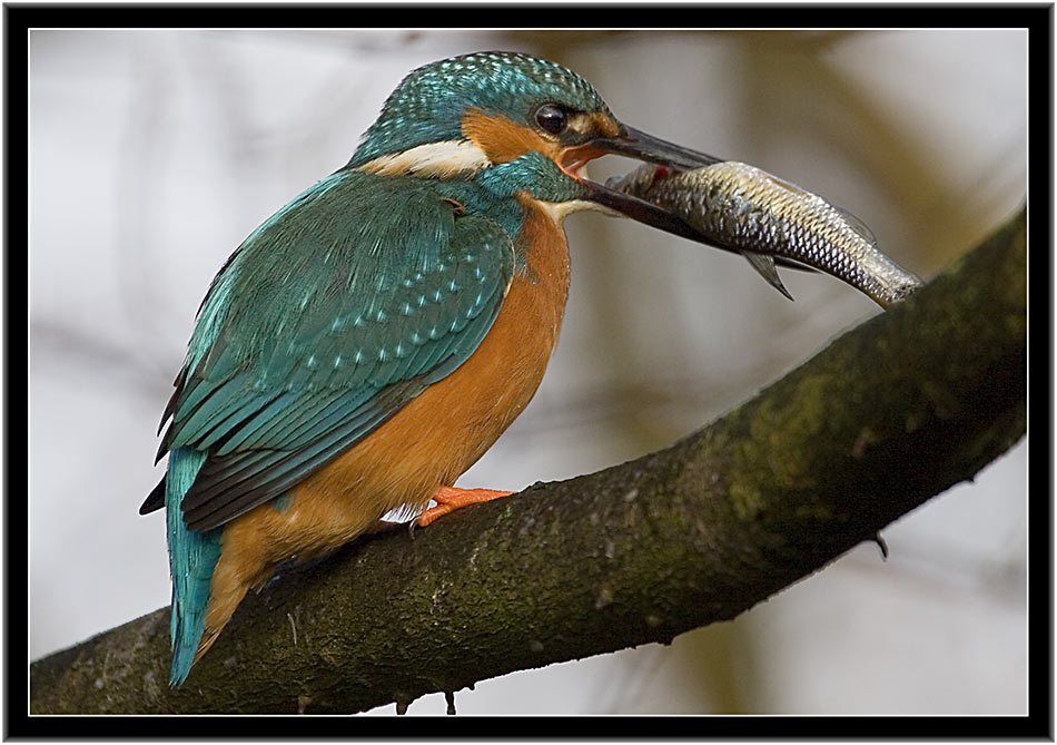 Eisvogel mit Beute