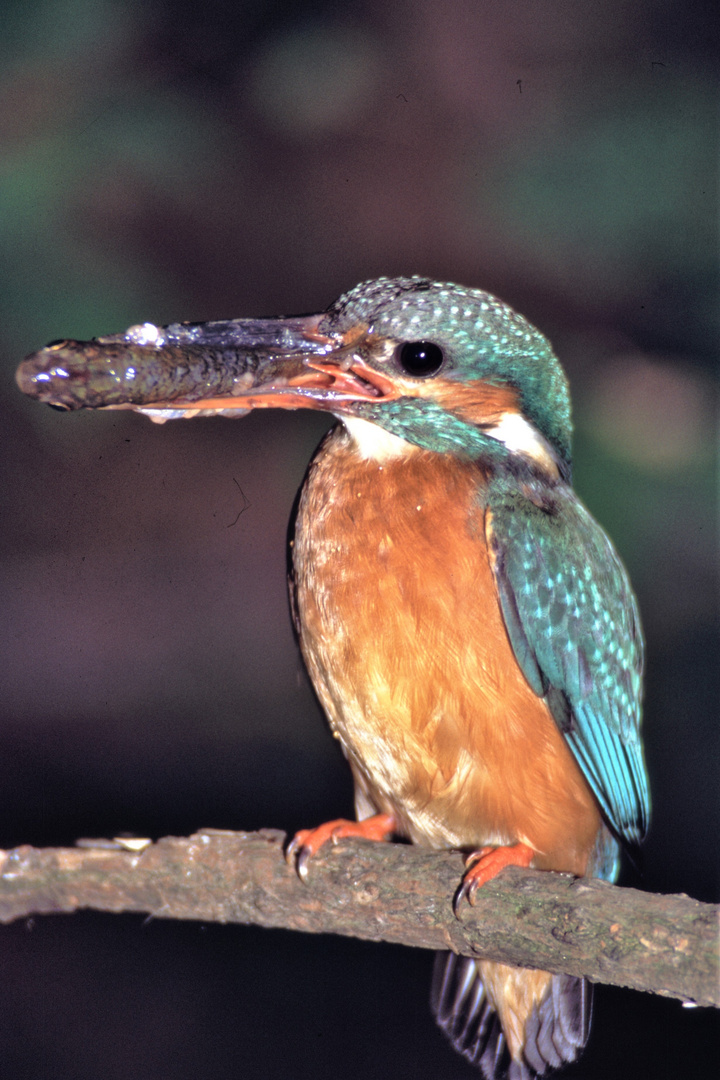 Eisvogel mit Beute