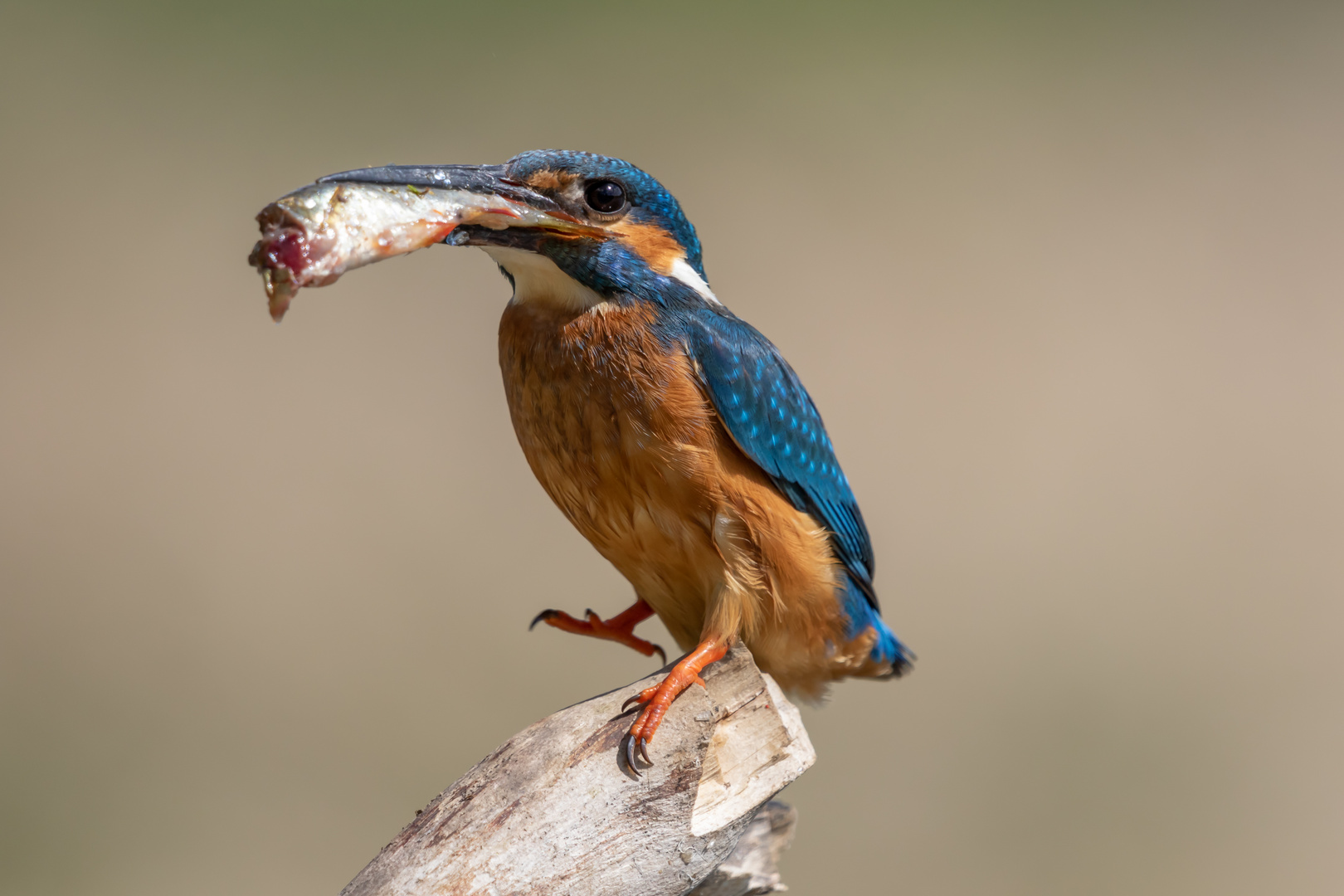 Eisvogel mit Beute