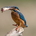 Eisvogel mit Beute