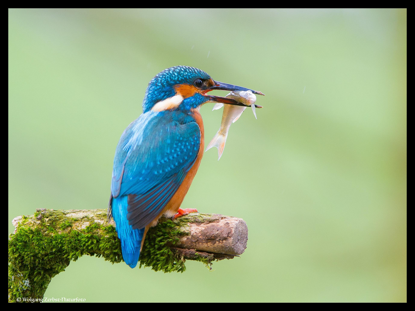 -- Eisvogel mit Beute ---