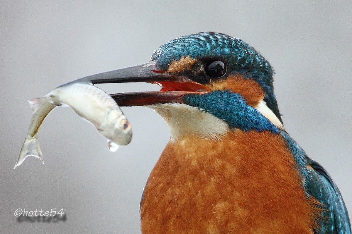 Eisvogel mit Beute