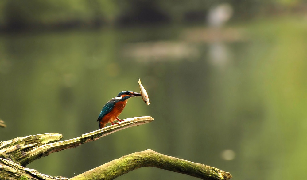 Eisvogel mit Beute