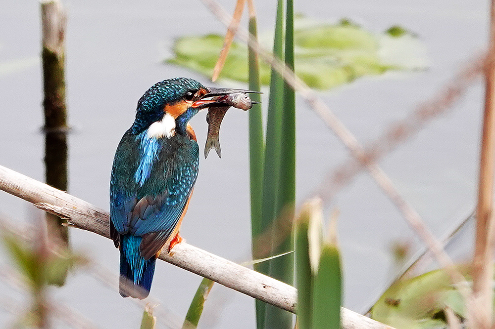 Eisvogel mit Beute