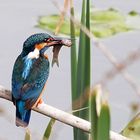 Eisvogel mit Beute