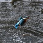 Eisvogel mit Beute