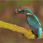 Eisvogel mit Beute