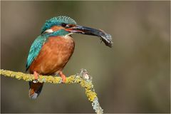 Eisvogel mit Beute