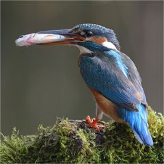 Eisvogel mit Beute