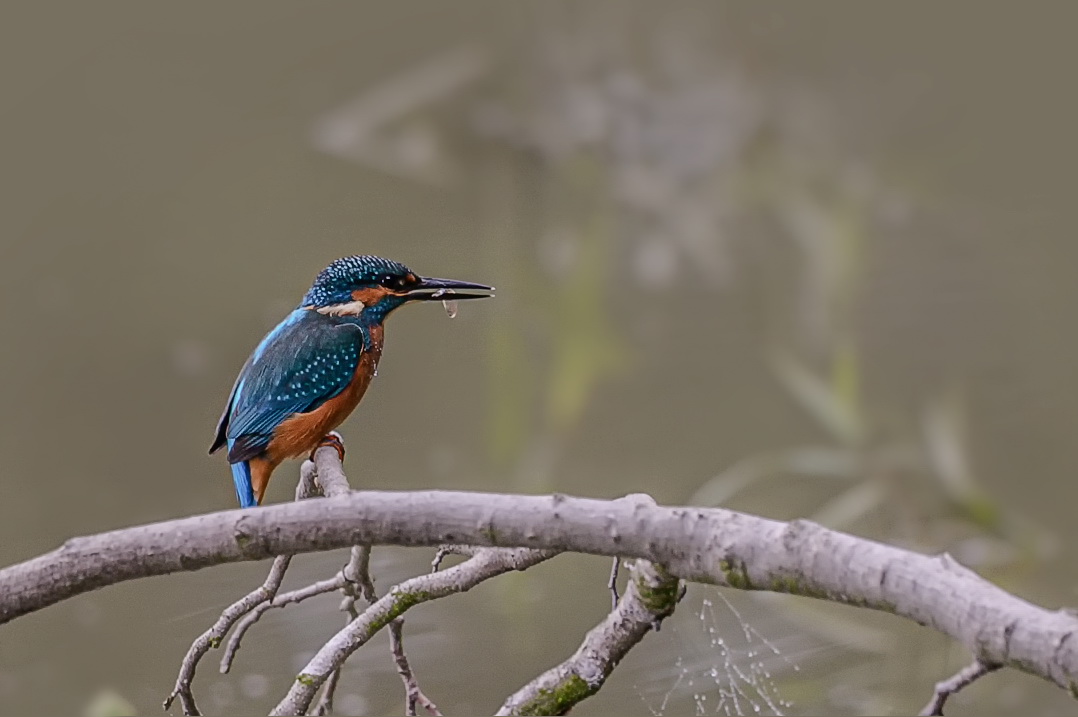  Eisvogel  mit Beute