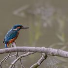  Eisvogel  mit Beute