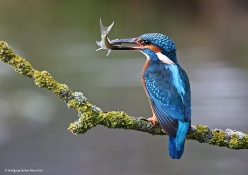   - Eisvogel mit Beute -