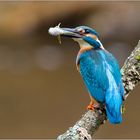 Eisvogel mit Beute