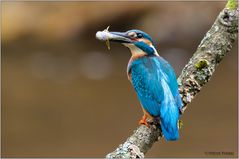 Eisvogel mit Beute