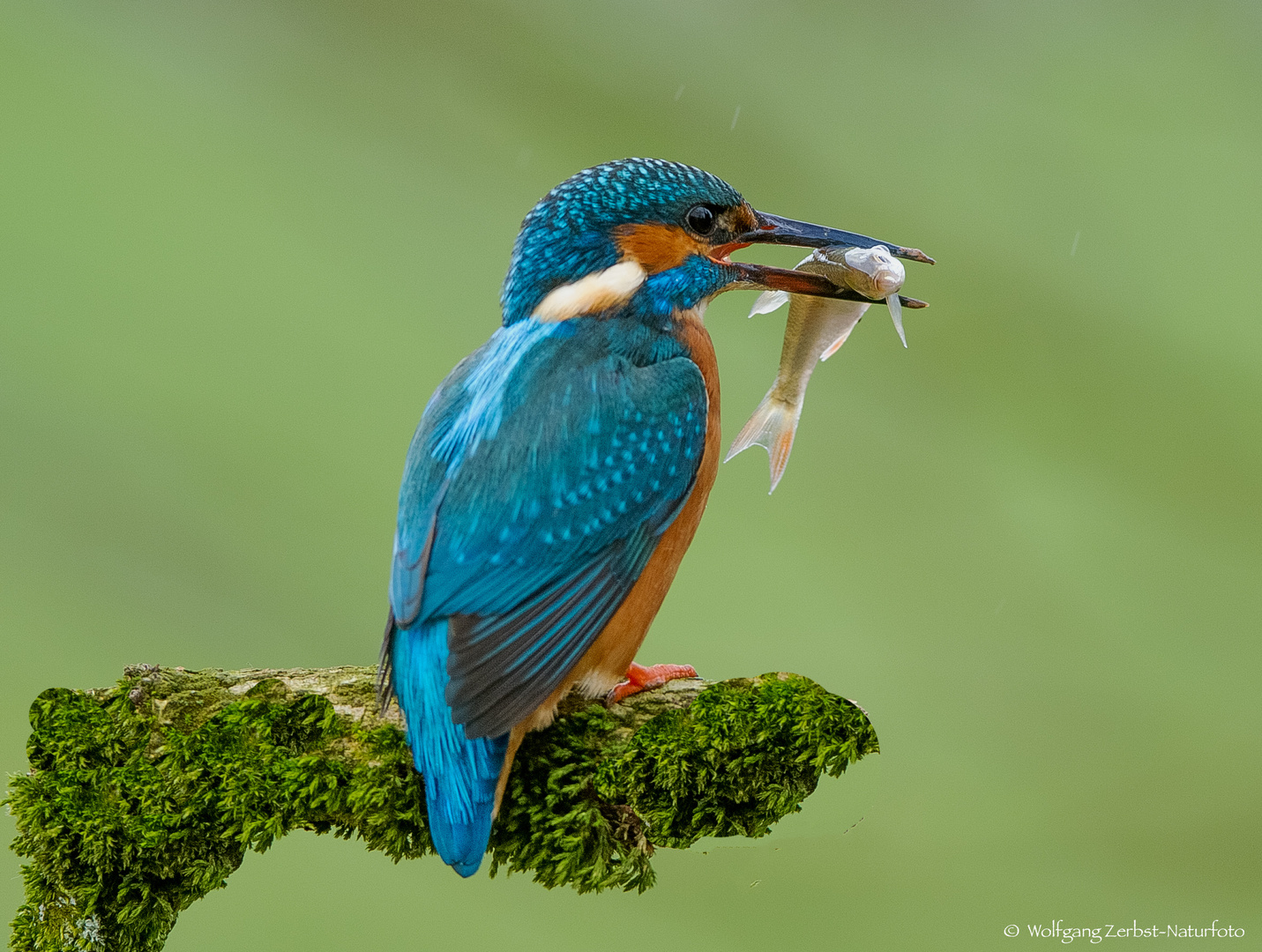   - EISVOGEL MIT BEUTE -