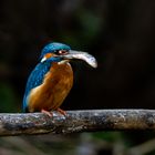 Eisvogel mit Beute 