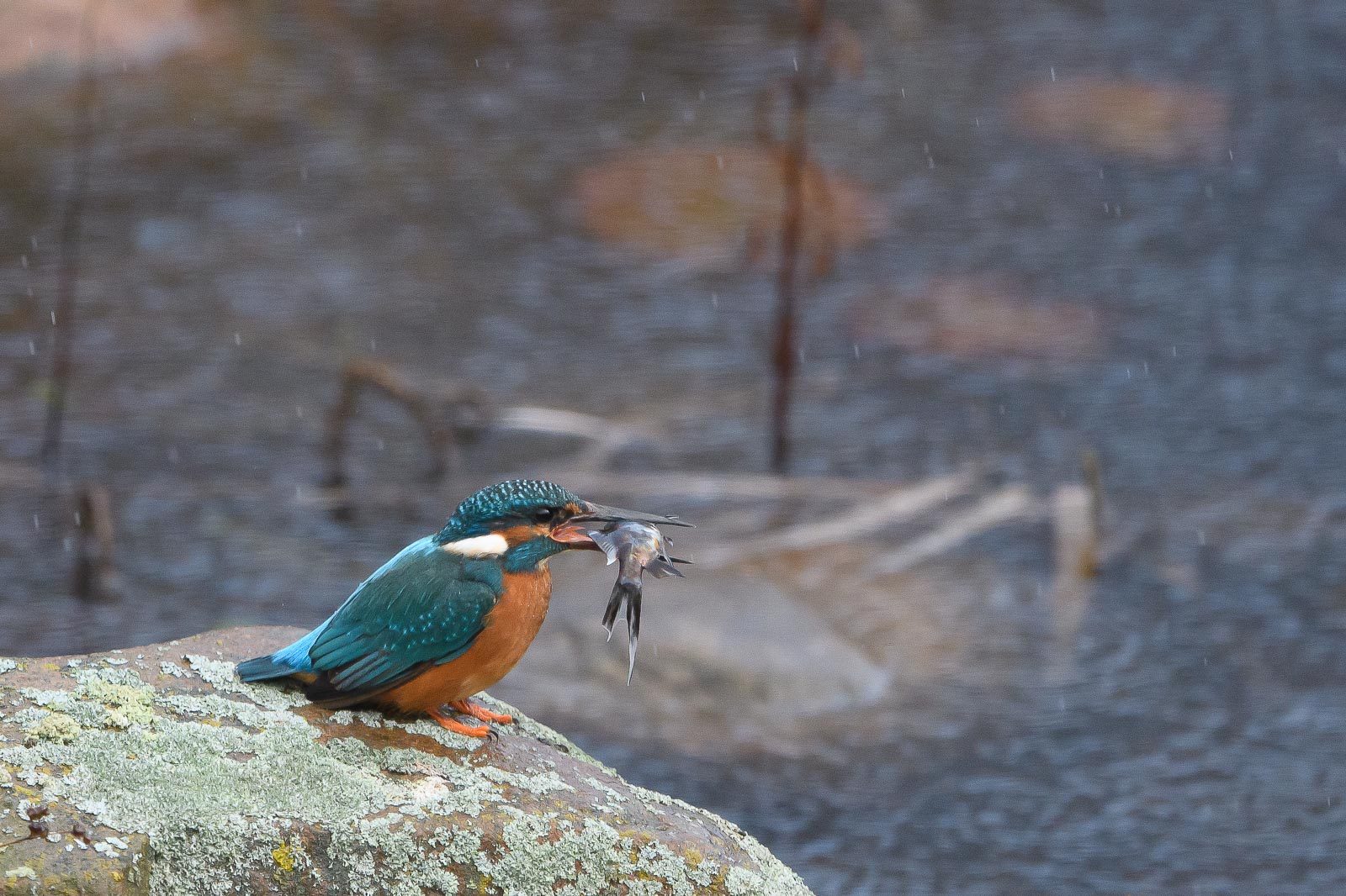 Eisvogel mit Beute