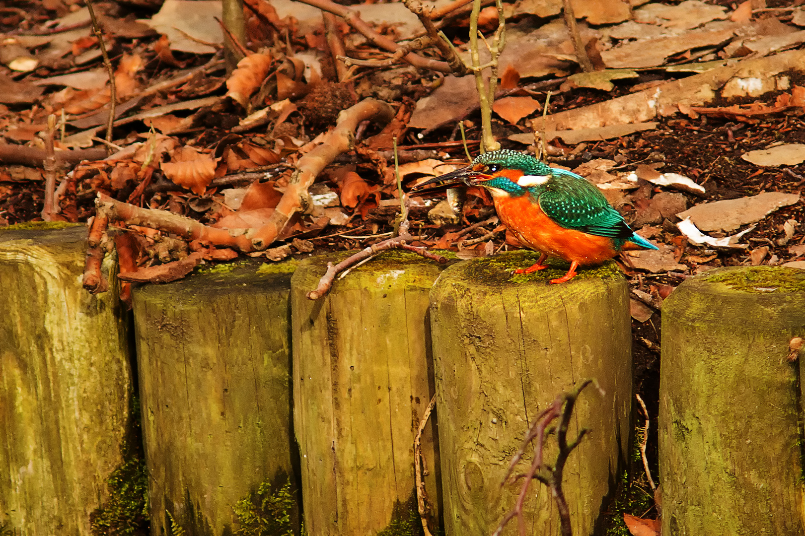 Eisvogel mit Beute