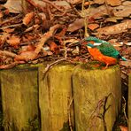 Eisvogel mit Beute