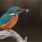 Eisvogel mit Beute