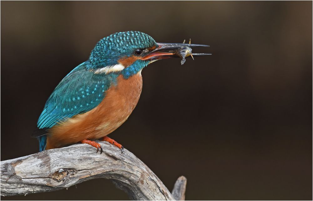 Eisvogel mit Beute