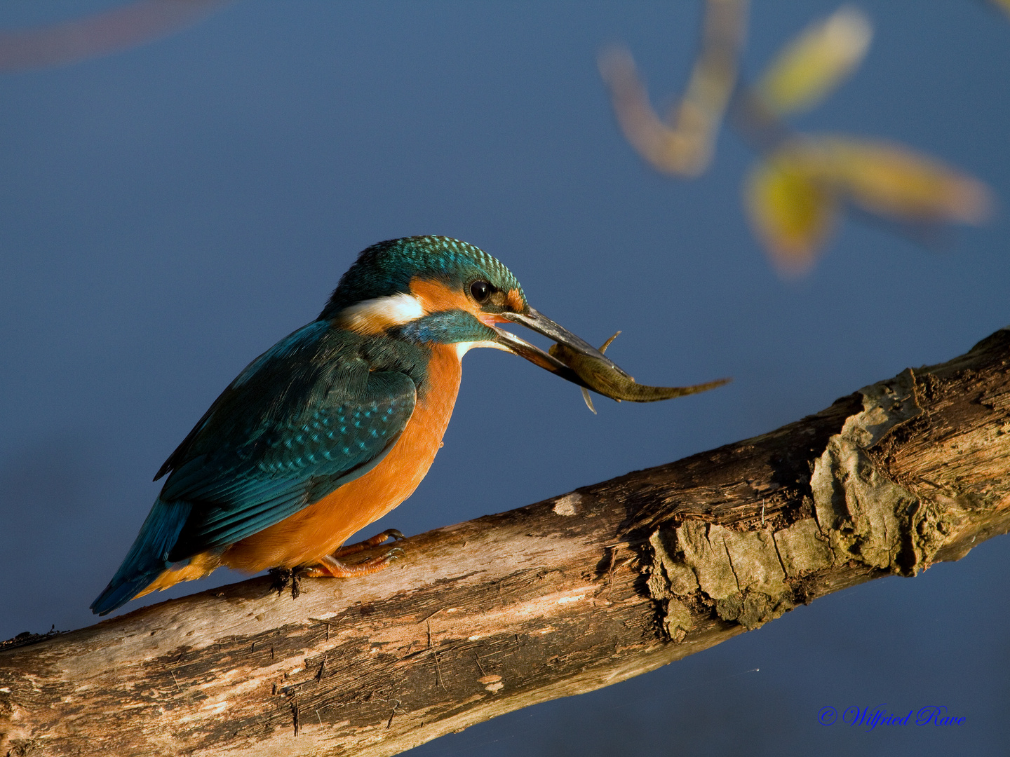 Eisvogel mit Beute