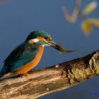 Eisvogel mit Beute