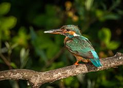 Eisvogel mit Beute