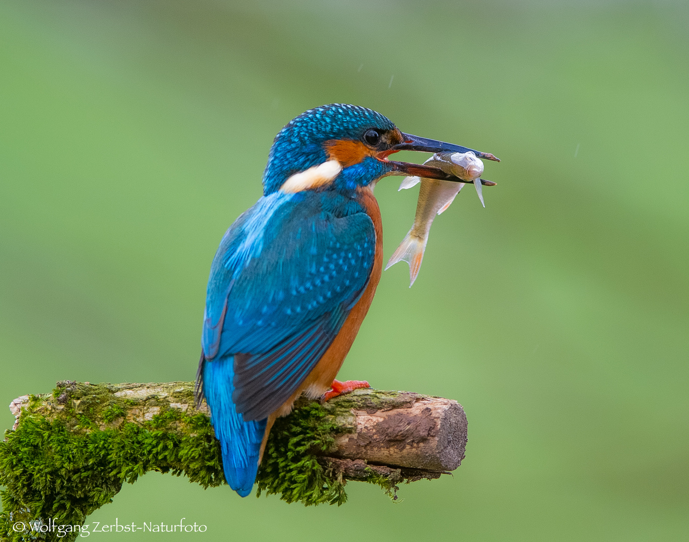 -- Eisvogel mit Beute --