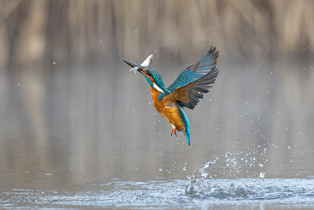 Eisvogel mit Beute