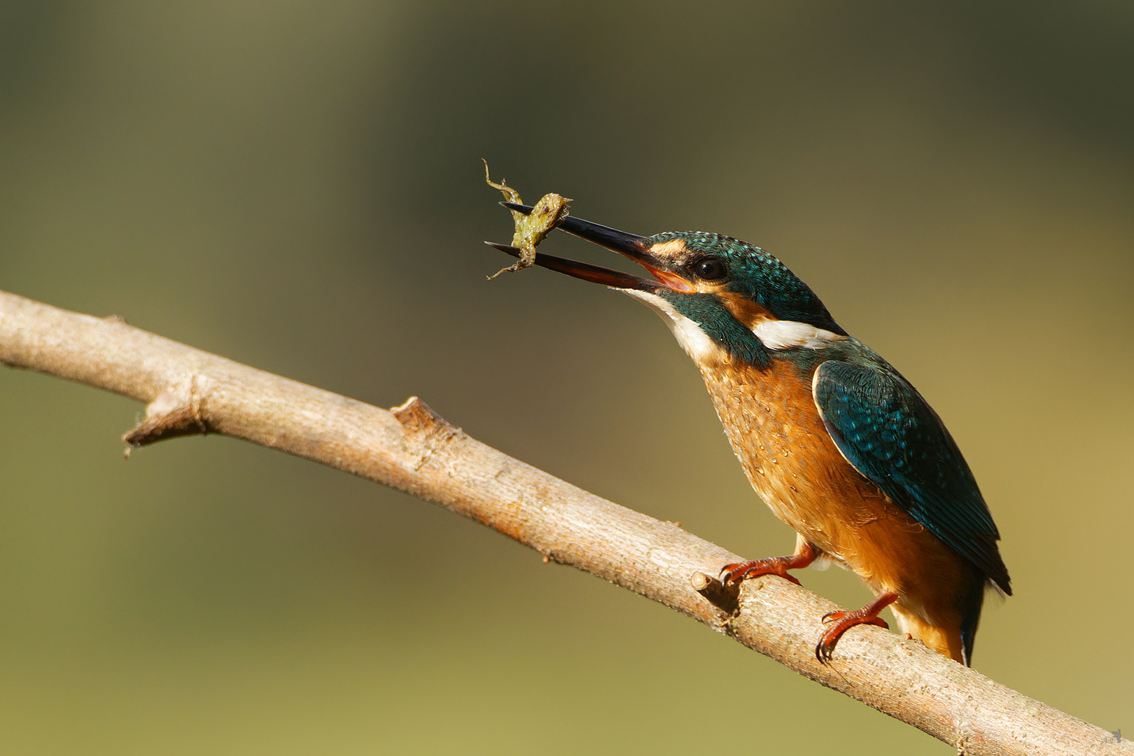 Eisvogel mit Beute