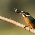 Eisvogel mit Beute