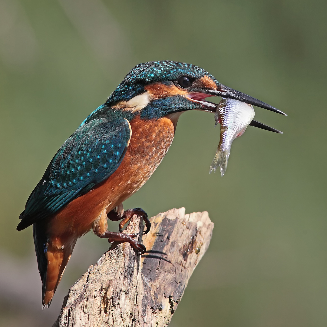 Eisvogel mit Beute