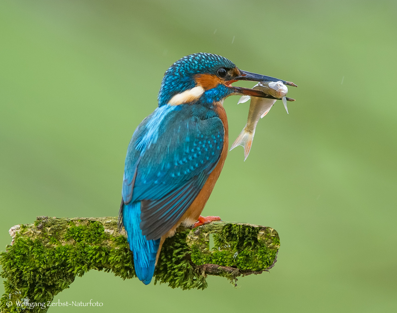   - EISVOGEL MIT BEUTE -